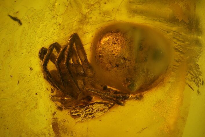 Detailed Fossil Spider (Araneae) in Baltic Amber #166207